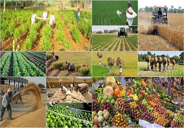 ظرفیت محدود انبار ذخیره سازی تولیدات کشاورزی مانه و سملقان و خروج محصولات به خارج استان,